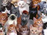 839627796 Collection of Kittens.jpg